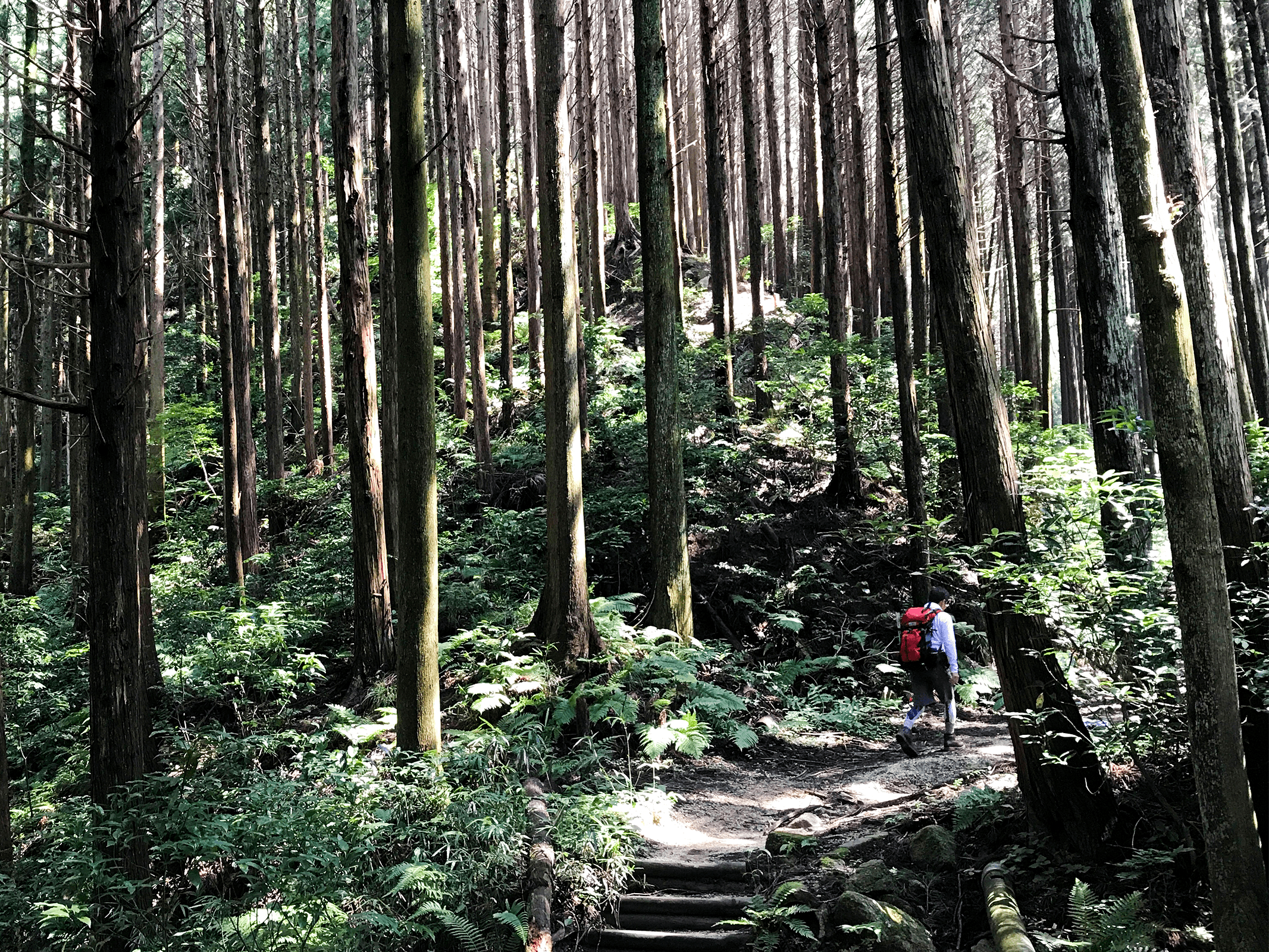 木が並ぶ山道を歩く人