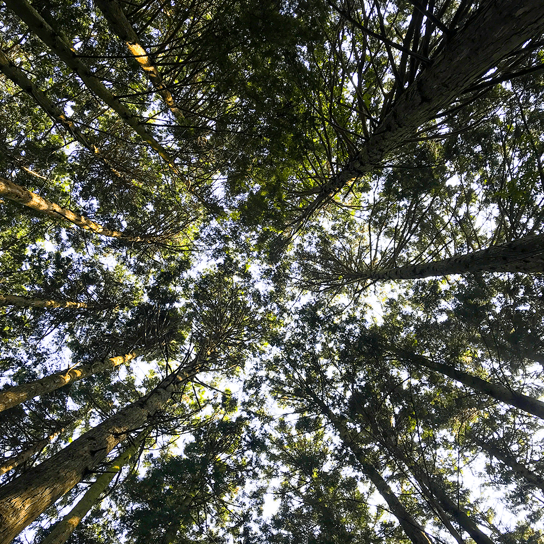 森を見上げた景色