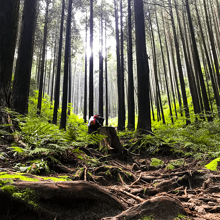 木が並ぶ山道でしゃがむ人