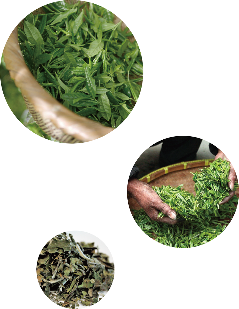 茶葉を乾燥させている